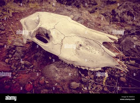 Horse Skull And Bones Stock Photo Alamy