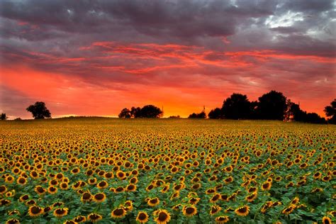Kansas Sunflower Field At Sunset Crossing Back To Health