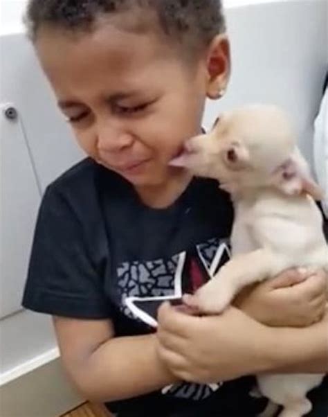 Chihuahua Se Gana El Corazón De Un Niño Y él Comienza A Llorar