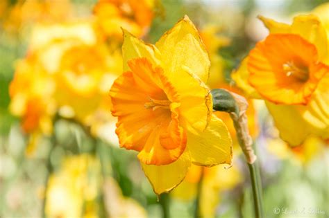 Bea58 > landschap > the holland sea of flowers. Plus1 Photography | A Sea of Colors - Flowers of Holland
