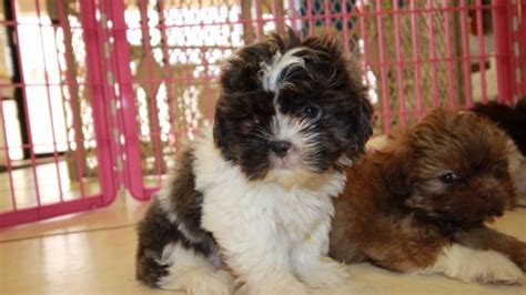 Yorkshire terrier puppies for sale: Unique Blue, Shih Tzu Puppies For Sale in Ga at - Puppies ...