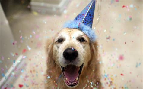 Dog Birthday Hats The Cutest B Lovely Events