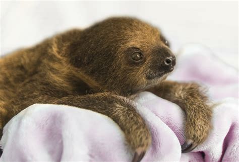 Baby Sloth Ready For Visitors At Pittsburgh National Aviary Ap News