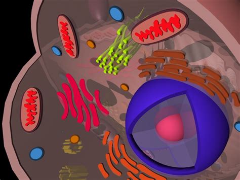 Eukaryotic Animal Cell 3d 3ds