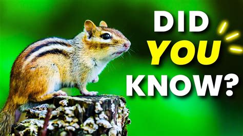 10 Chipmunk Facts In 90 Seconds ️ ️ Youtube
