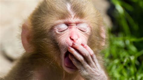 Some Japanese Monkeys Cant Taste Bitterness Mental Floss