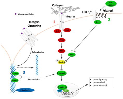 Cancers Free Full Text Integrin Activation Contributes To Lower