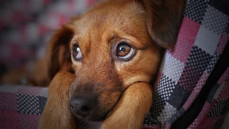 Ingredients dogs with sensitive stomachs should avoid. 5 Foods for Dogs With a Sensitive Stomach - Foodzie