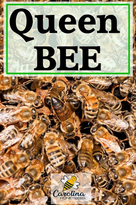 Interesting Facts About Queen Honey Bees Carolina Honeybees Queen
