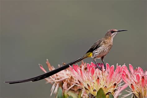 Cape Sugarbird Helderberg Nature Reserve Cape Town South Flickr