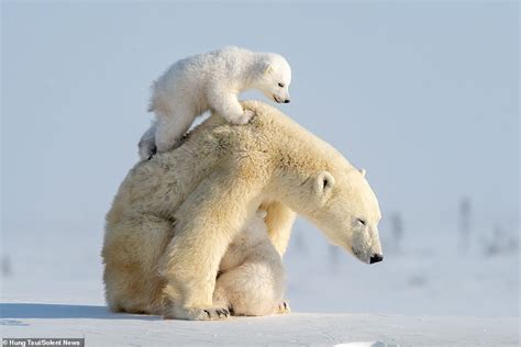 Adorable Polar Bear Cub Clambers Up His Mothers Back Before Losing His