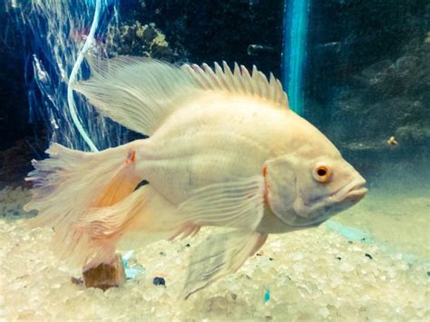 15 Popular Types Of Oscar Fish 2022