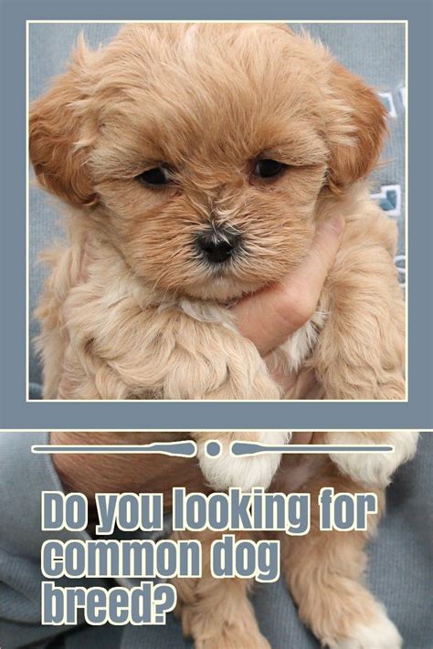 If you have an admiration for squirrels, a glider version will be even better. 5 Dog Breeds That Are Widely Renowned Around The Globe ...