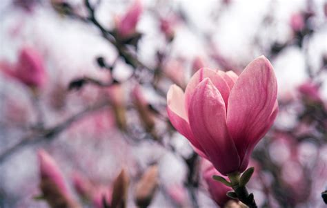 Free Images Branch Blossom Flower Petal Spring Botany Pink