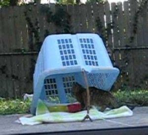 Thankfully, this ineffective, expensive and inhumane approach to managing community cats is steadily being replaced with progressive community cat programs (ccps) in shelters across the country. How To Catch a Stray Cat Using Household Items Seriously ...