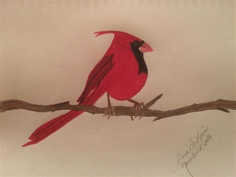 The Perfect Cardinal Bird Drawing Heart With Drawing