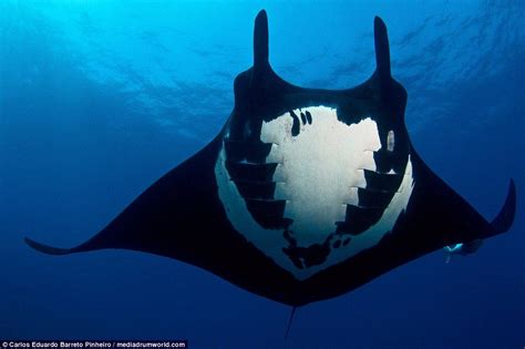 Funny Animals Cute Animals Black Manta Underwater Photographer