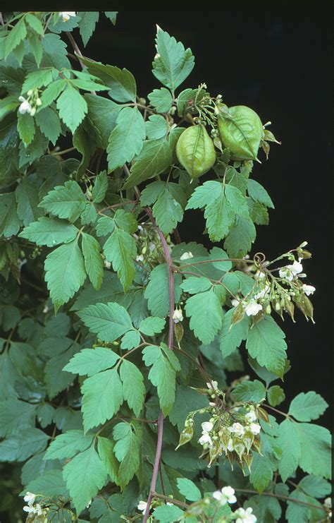 It is a slow grower and requires training and pruning. Sugar Research Australia Limited