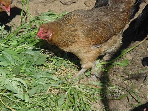 We did not find results for: 10 best and healthy treats for chickens -the treats ...