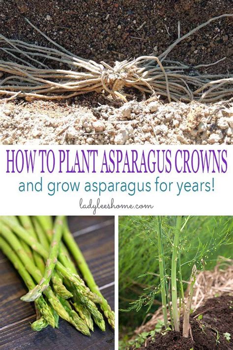 How To Plant Asparagus Crowns And Grow Asparagus For Years Asparagus