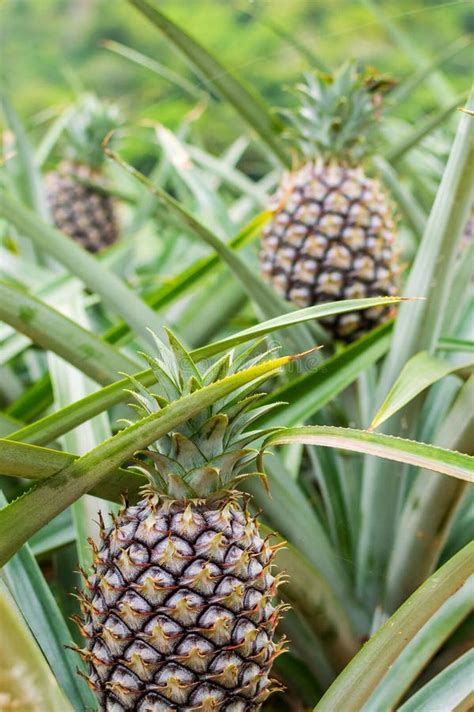 Pineapple Tropical Fruit Growing In A Plantation Field Stock Photo