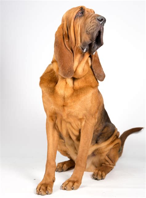 Bloodhound Deer Dog Breeds Dog Bread