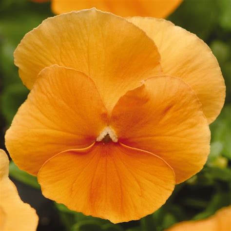 Pansy Matrix Orange Tray Of 40 Plug Plants Clear Bright Orange