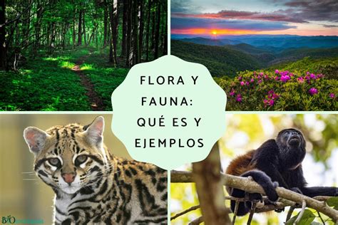 Flora y fauna qué es y ejemplos Resumen