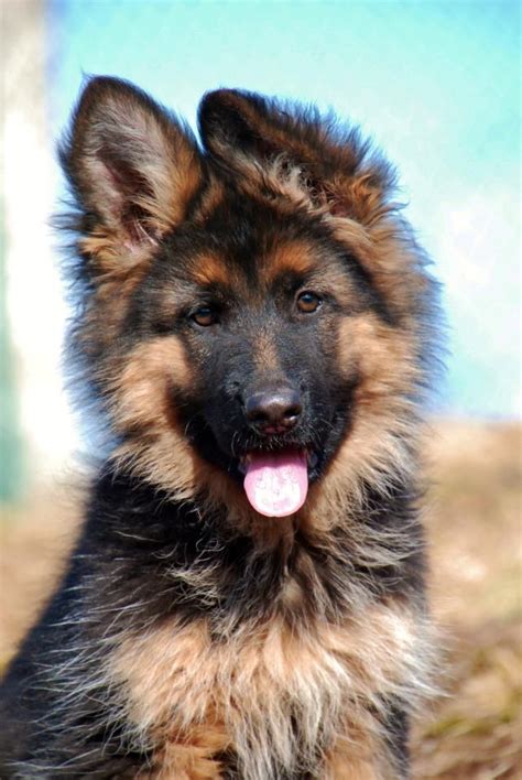 The fact that most people confuse them with the standard german german shepherd videos long haired german shepherd german shepherd breeds german shepherd. 12 week old female Long Coat German Shepherd puppy at ...