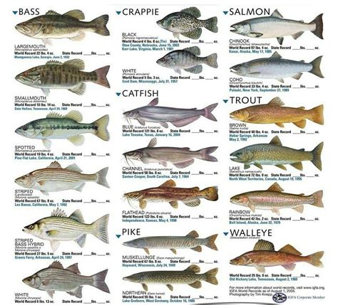 Fish Records Fish Chart Freshwater Fishing Aquarium Fish
