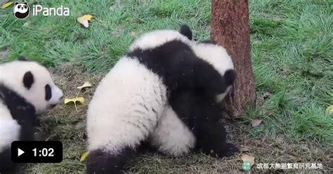 Baby Pandas Fighting 9gag