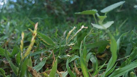 Free Images Lawn Leaf Flower Green Crop Botany Flora Shrub