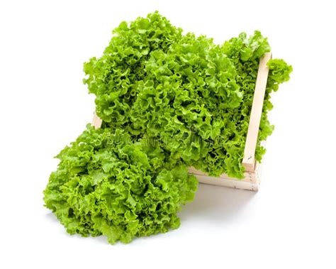 Big Green Leaf Lettuce Stock Image Image Of Lettuce 53989211