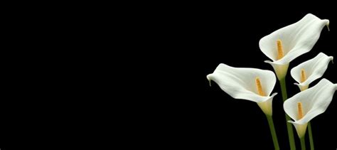5 412 Black White Calla Lily Royalty Free Images Stock Photos