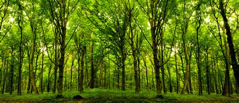 Forest Trees Nature Green Wood Sunlight Backgroun By