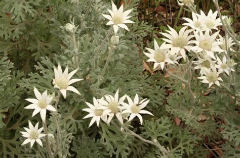Мастер классы цветы из шелка спб.обучаюновичков. Plants I want to, need to, have to TOUCH - GardenDrum