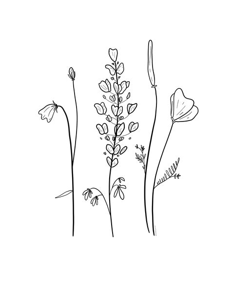 Wildflowers Simple Flower Line Drawing Bmp City