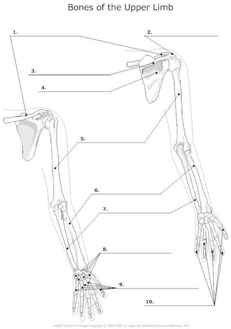 Upper Limb Anatomy Diagram Quizlet