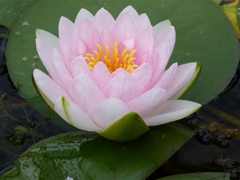 Nymphaea Madame Wilfron Gonnere Water Lily Pond Plants Plants And