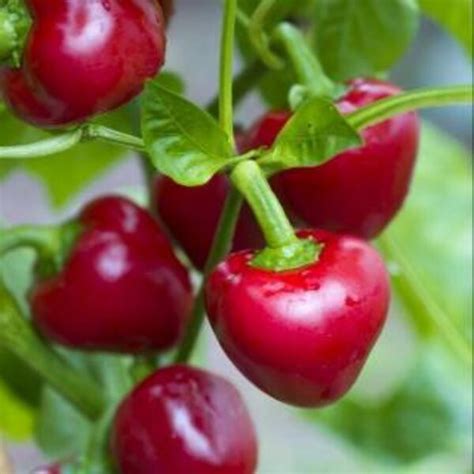 Jual Benih Bibit Cabe Red Cherry Biji Tanaman Cabai Manis Unik Hias