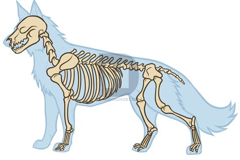 Dog Anatomy Drawing Free Download On Clipartmag