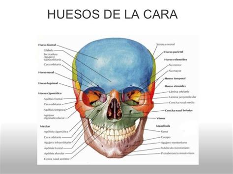 Principales Huesos De La Cara Huesos Del Craneo Anatomia Cabeza Y