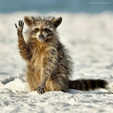 Comedy Wildlife Photo Finalists Are Every Bit As Silly As Youd Hope