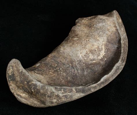 Bones braincase dermal bones ear gill arches teeth. Fossil Cetacean (Whale) Ear Bone - Miocene For Sale (#3475 ...