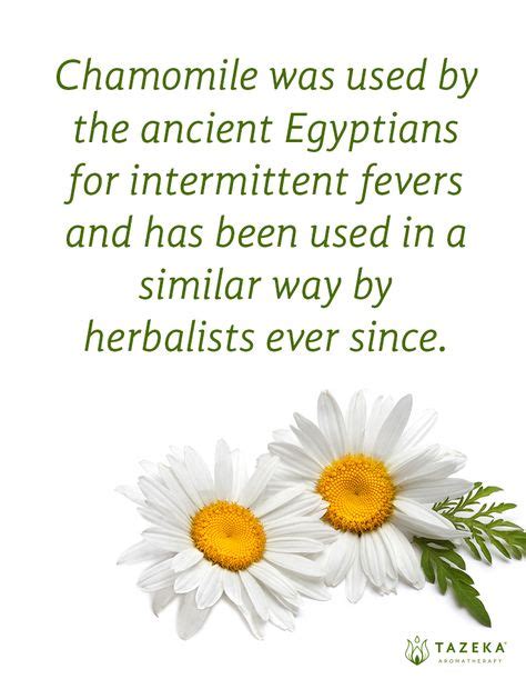 24 Best History Of Aromatherapy Images Aromatherapy History