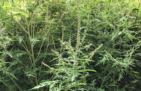 « l'ambroisie, plante annuelle, pousse naturellement dans les zones désertiques. Allergies : l'ambroisie, une plante au pollen très nocif ...