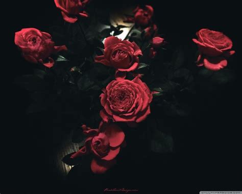 Cutethingsonly ❤ liked on polyvore featuring backgrounds, pictures, images, filler and tumblr pics. Pin by Reeneekimbrough on Aesthetic | Dark red roses, 2048x1152 wallpapers, Dark red background