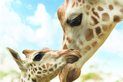 Potrait Mother And Baby Giraffe ~ Animal Photos ~ Creative Market