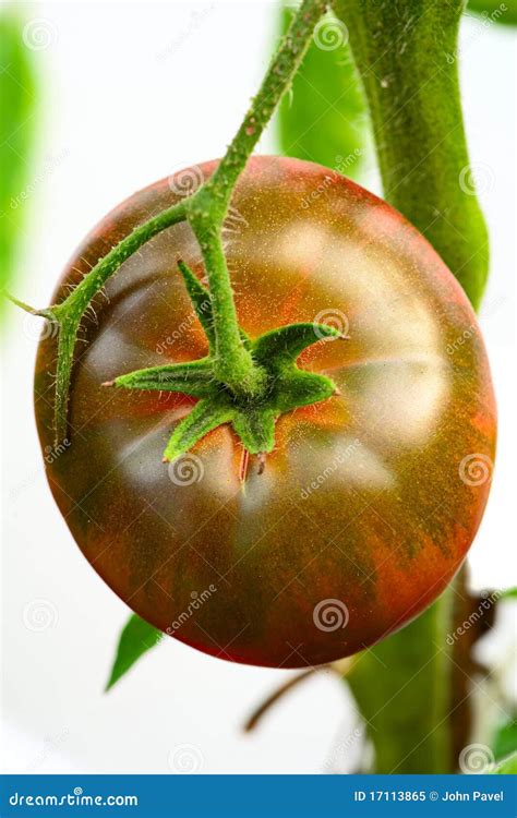 Black Krim Ukrainian Heirloom Tomato Stock Image Image Of Black