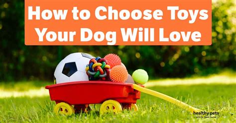 How To Choose Toys Your Dog Will Love